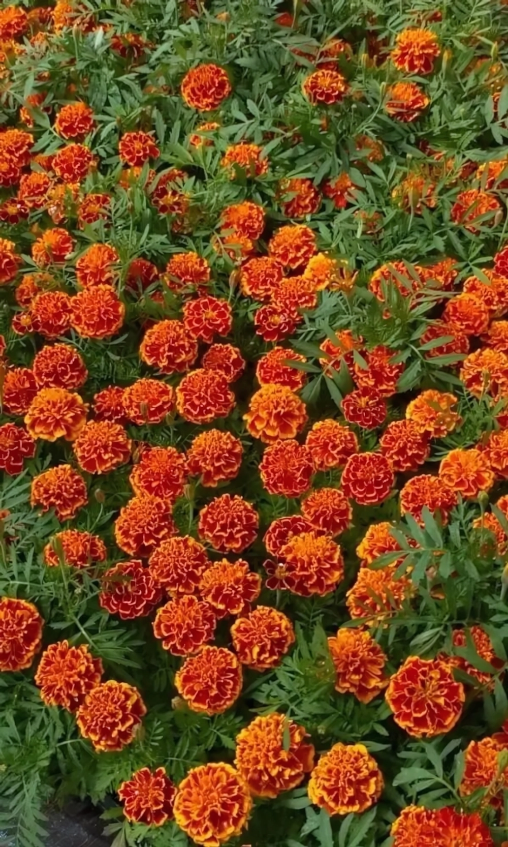 Семена Бархатцы отклоненные Брокада ред 0.2 гр (УД) Е/П