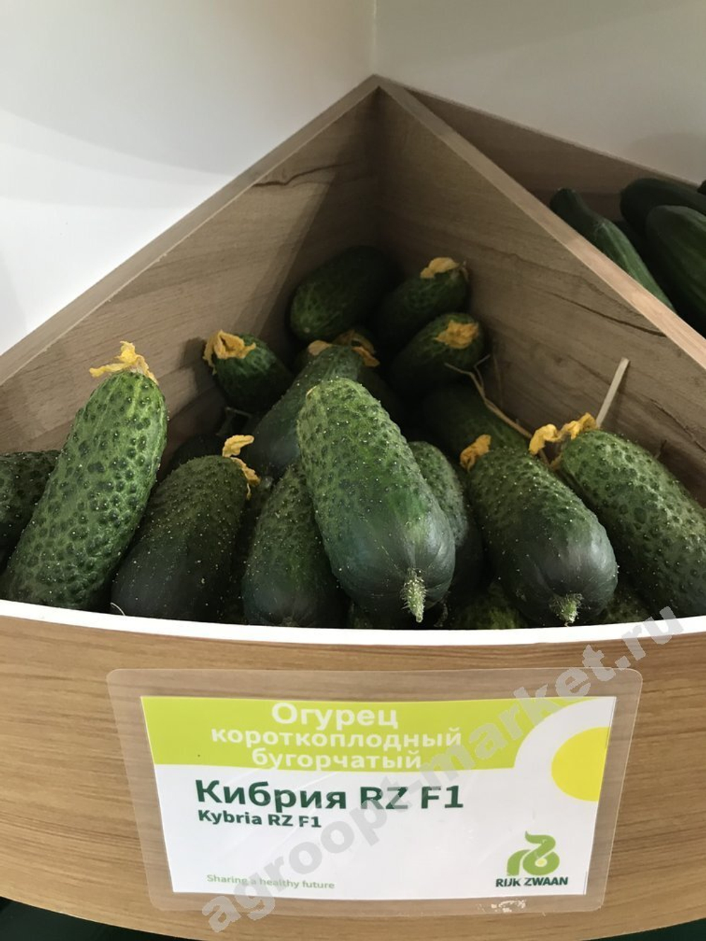 Кибрия F1 семена огурца партенокарпического (Rijk Zwaan / Райк Цваан)