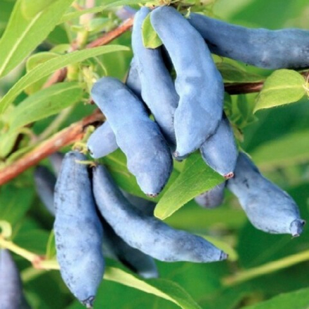 Жимолость Нимфа