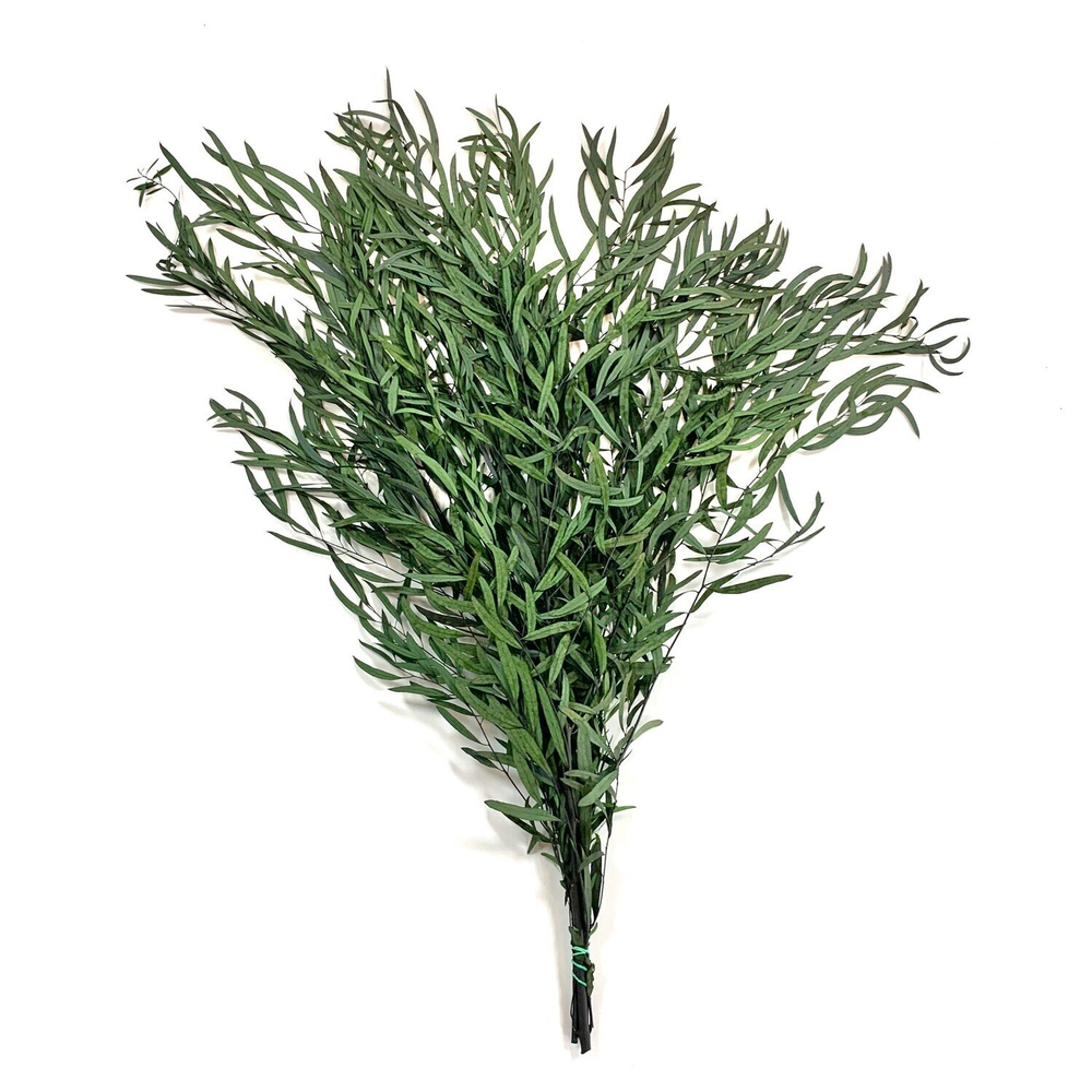 Эвкалипт Николи Зеленый