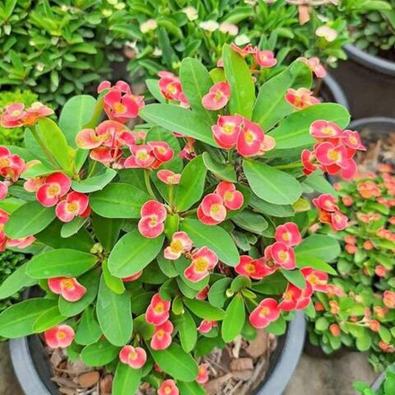 Эуфорбия Миля карликовая SOM JEED