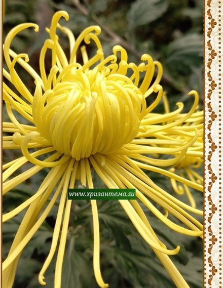 Chesapeake Primrose, хризантема крупноцветковые /ан 55 /поставка май 2026г/