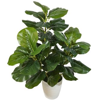 Фикус Лирата