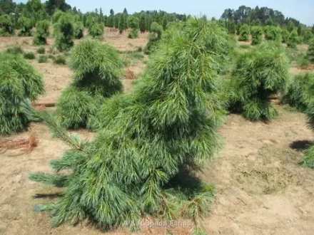 Сосна веймутова (ком) 250-300