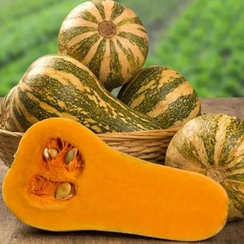 БАРБАРА F1 семена тыквы (Sakata | Alexagro)