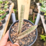 Сансевиерия PINK BAT