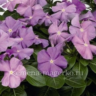 Катарантус розовый Виктория Лавандер F1 100 семян