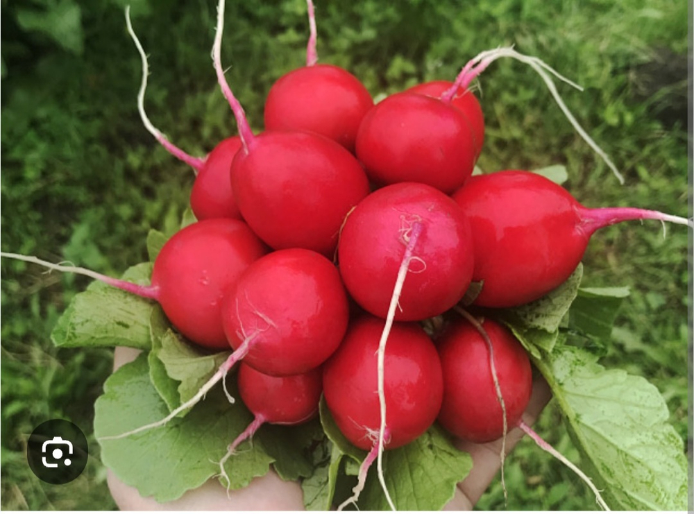 Редис Вена F1 - Vienna F1 250гр