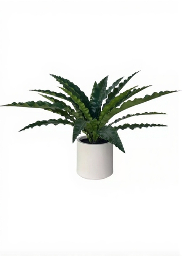 Асплениум в декоративном кашпо 85 см (20 листьев)