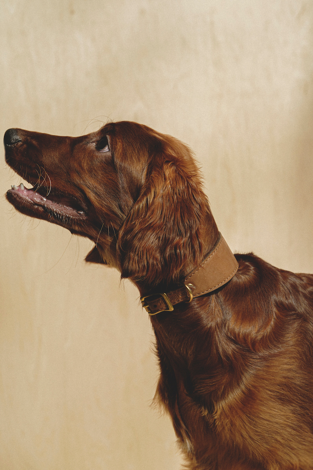 Ошейник "Пони-Селедка" Коричневый