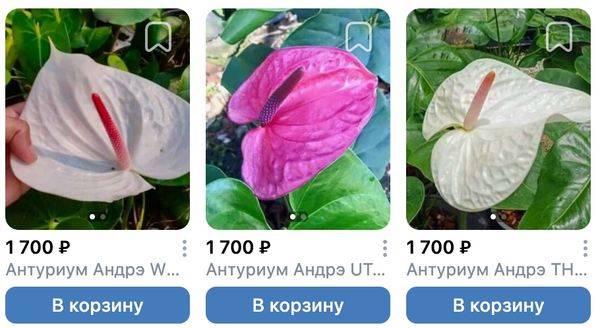 Антуриумы размер мини