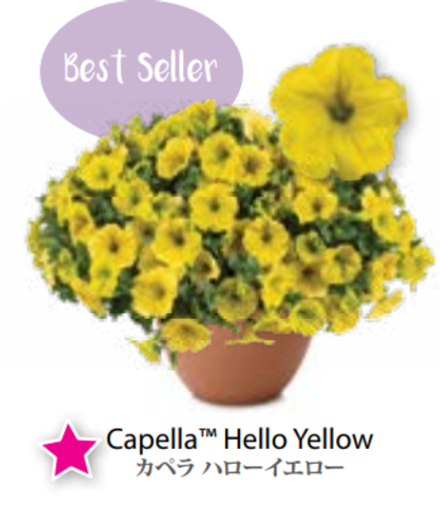 ЕВРО Petunia Capella Yellow НЕукор черенок конец октября 25