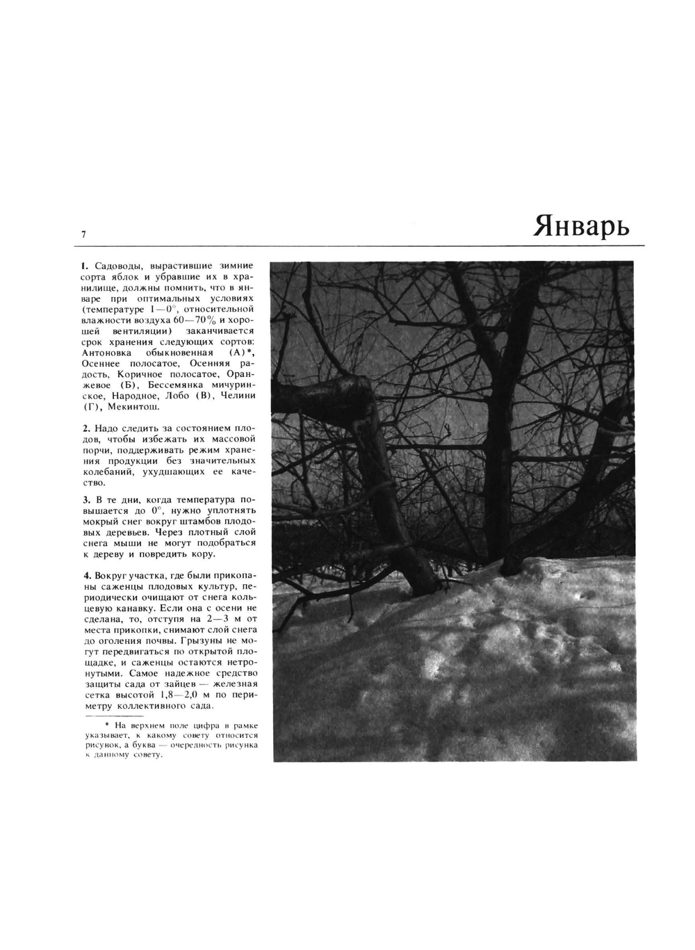 Приусадебный сад | Б.А. Попов