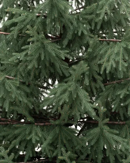 Искусственная елка Заповедная 210 см., 100% литая хвоя, ЕлкиТорг (267210)