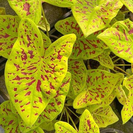 Каладиум LUEANG SUREE CHAN