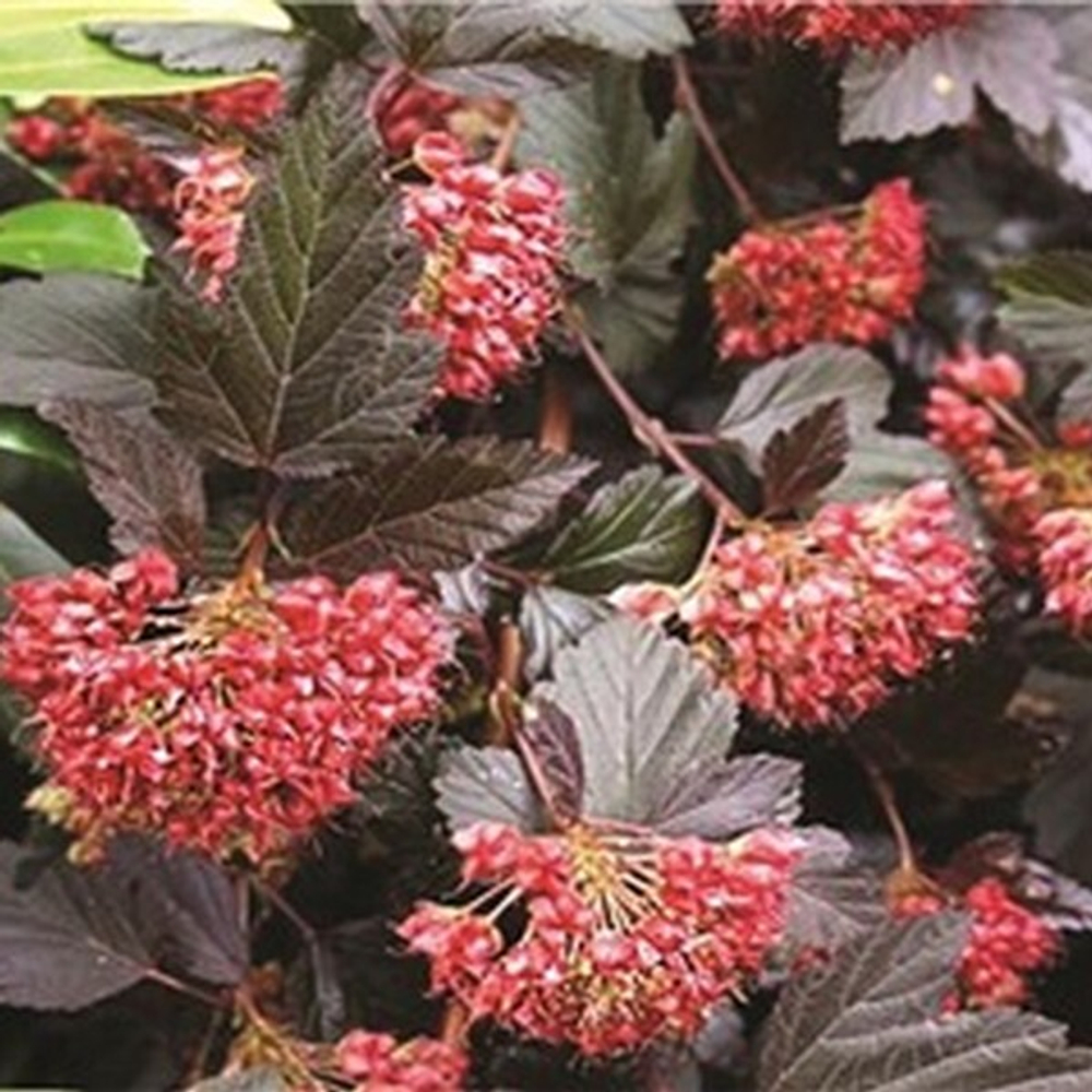 Пузыреплодник калинолистный Ред Барон С3 40-60