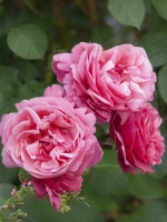 Роза чайно-гибридная Лин Рено