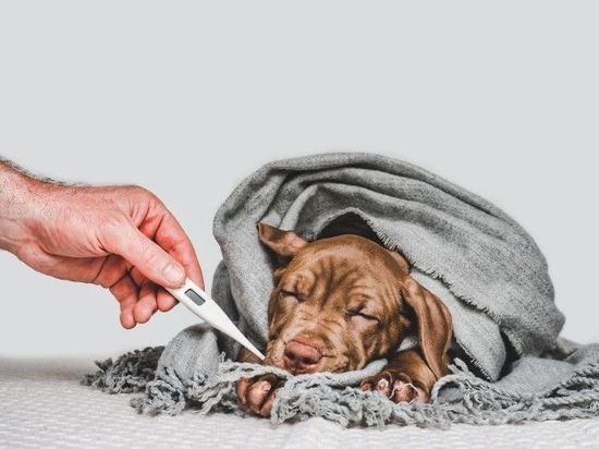 Питомец съел отраву на улице: как действовать?