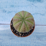 Euphoria Obesa (Эуфорбия)