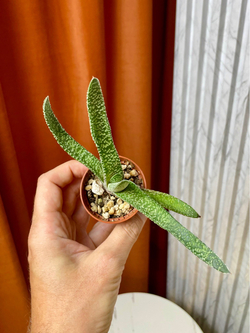 Гастерия Веррукоза, D5см Н15см, 1шт, Urban Jungle