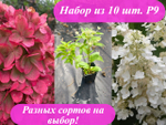 Набор 10 штук Р9