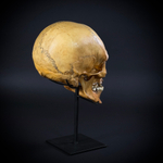 Череп человека на стойке (анатомическая модель)