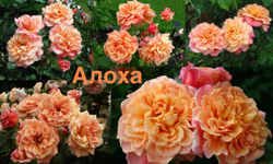 Роза Алоха С4 Закупка М16 июнь 2026