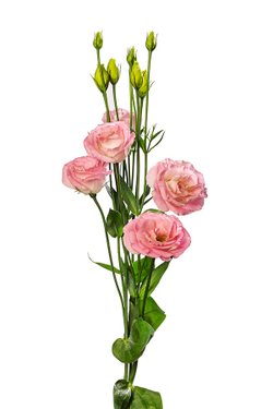 Rosita Bright Pink (NL)