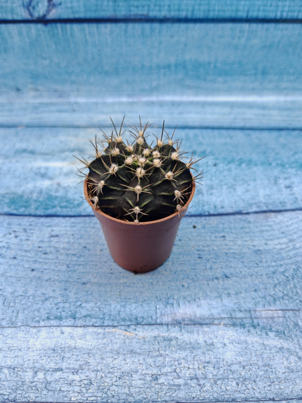 Gymnocalycium Friedrichii (Гимнокалициум)