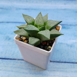 Haworthia Comptoniana Hybride hybrid (Хавортия)