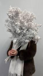 Рускус заснеженный 19 шт