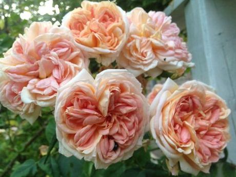 Глуар де Дижон (Gloire de Dijon)