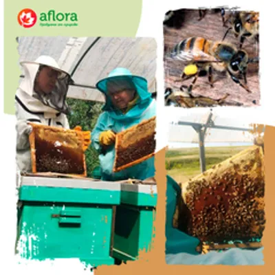 Мед Афлоры: как мы создаем настоящее чудо природы на нашей пасеке