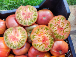 Зелёный Сандбург (Sandburg Green) сорт томата
