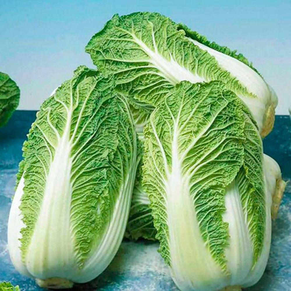 Cемена капусты пекинской Маноко F1