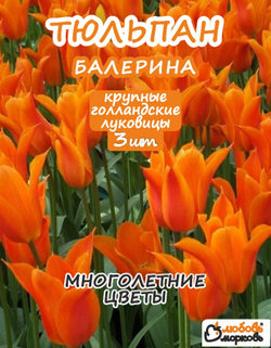 Тюльпан Луковица, Балерина 3 шт, разбор 11+