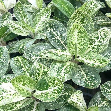 Аглаонема MILKY WAY