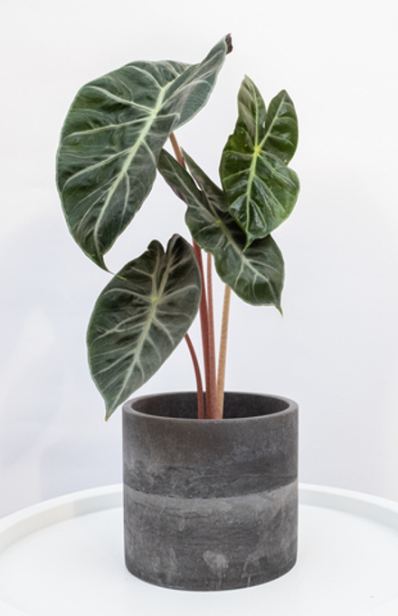 Алоказия Пинк Драгон