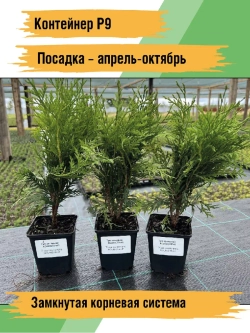 Туя саженец западная Холмструп хвойные деревья