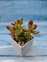 Sedum Nussbaumerianum (Седум)