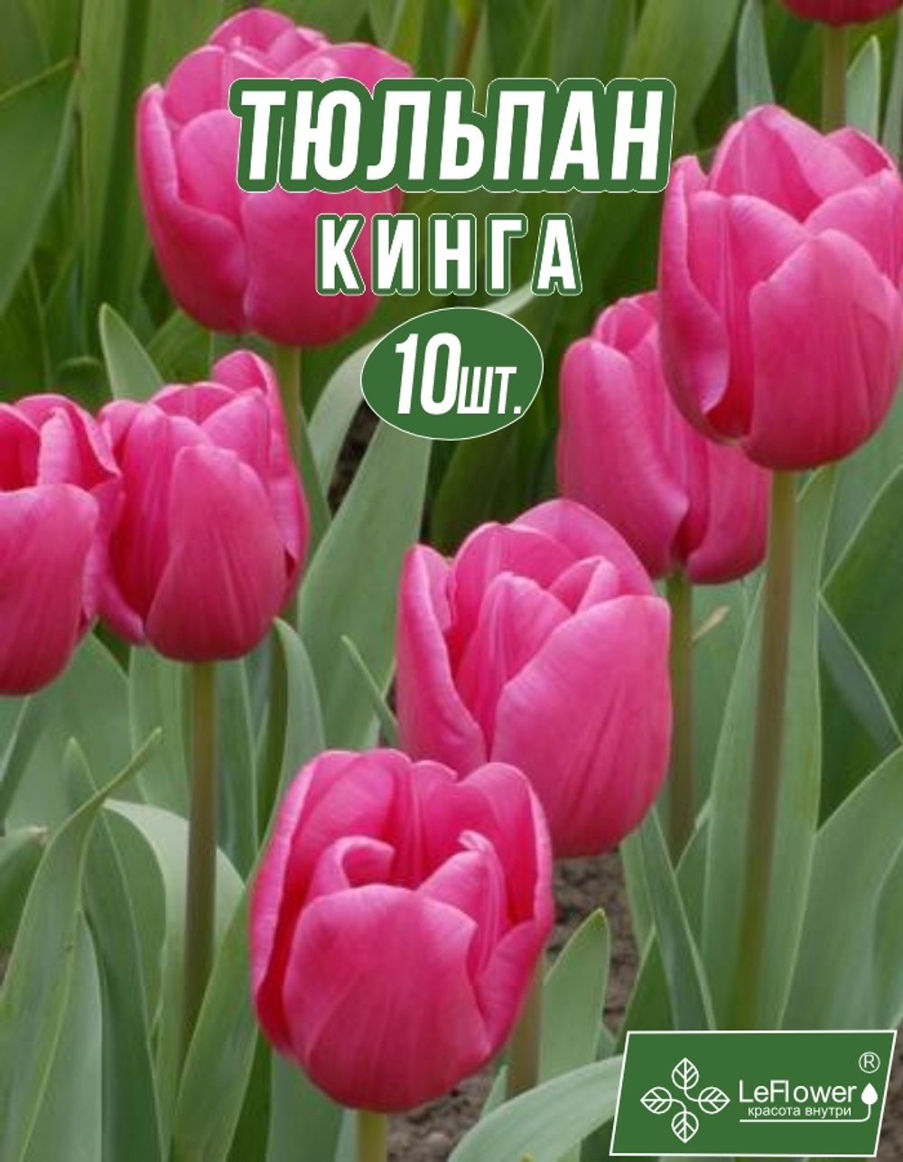 Тюльпан Луковица, Кинга, 10шт