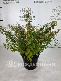 Спирея ниппонская Гелвес Рейнбоу