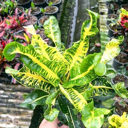 Кротон WHITE ELEPHANT