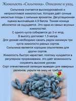 Жимолость Сильгинка съедобная