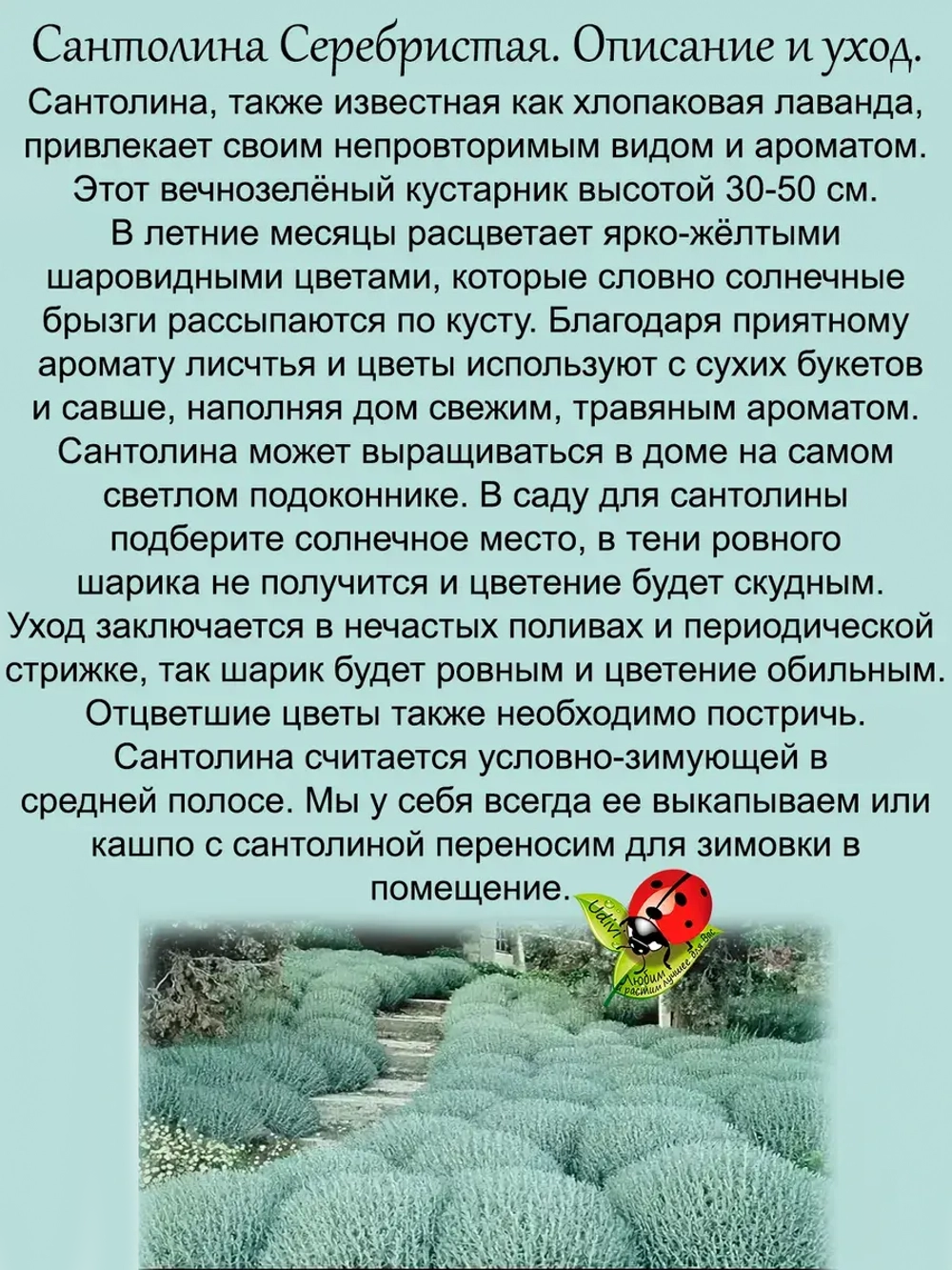 Сантолина Серебристая вечнозелёная