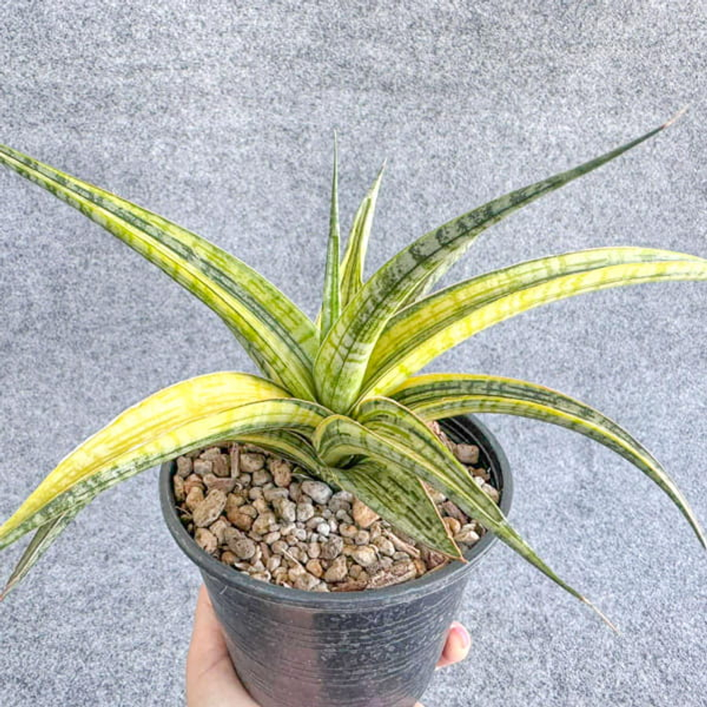 Сансевиерия PHENOMENAL YELLOW VAR