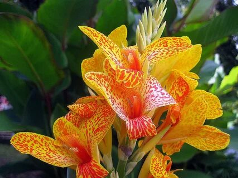 Канна Карнавал (1 шт) Волжский Сад