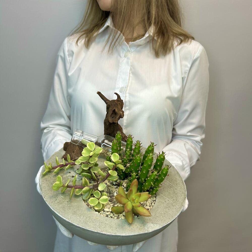 «Забытое послание» композиция из суккулентов в бетоне