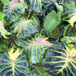 Колоказия TOSSAKAN