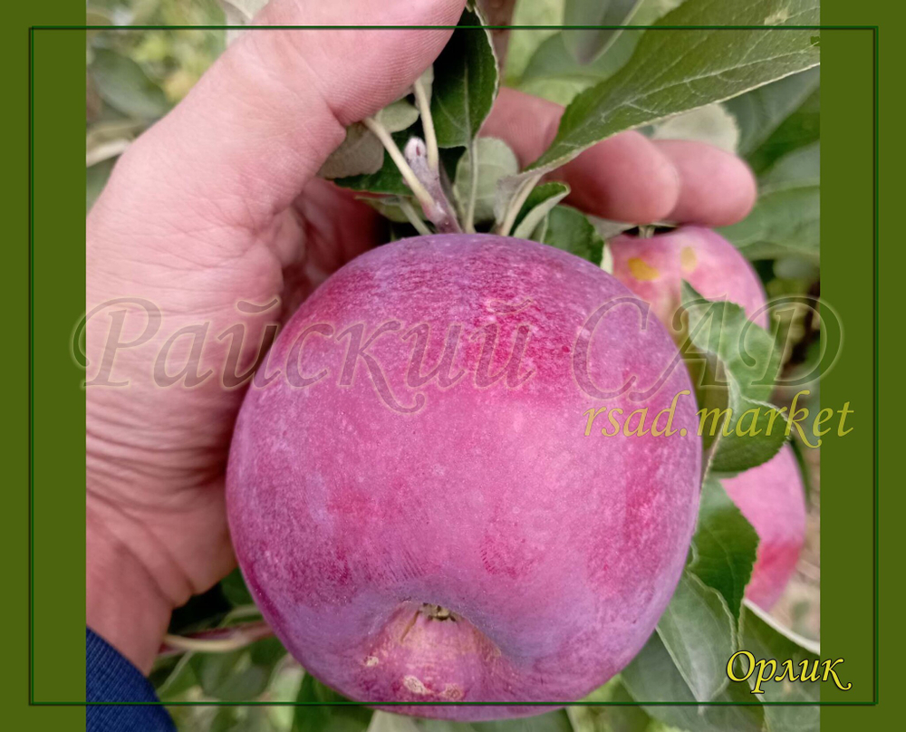 Яблоня Орлик